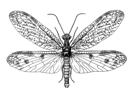 Achichauliodes sp. [Megaloptera: Corydalidae], Dobson Fly, Ink on clay-coated paper, © Queensland Museum 1990