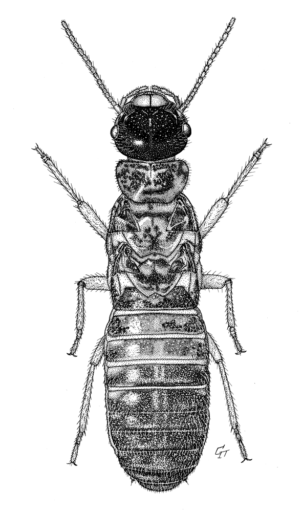 Amitermes laurensis, (Mjoberg, 1920) [Isoptera: Termitidae], King Magnetic termite, ink on scraperboard © G. I. Thompson, 1993
