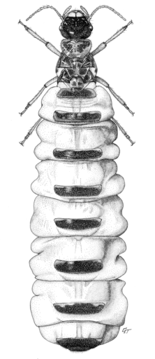 Amitermes laurensis, (Mjoberg, 1920) [Isoptera: Termitidae], Queen Magnetic termite, ink on scraperboard © G. I. Thompson, 1993