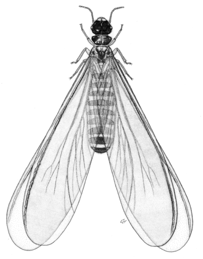 Amitermes laurensis, (Mjoberg, 1920) [Isoptera: Termitidae], Winged Reproductive Magnetic termite, ink on scraperboard © G. I. Thompson, 1993