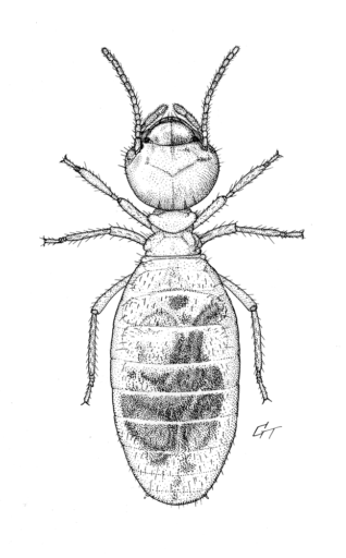 Amitermes laurensis, (Mjoberg, 1920) [Isoptera: Termitidae],Worker Magnetic termite, ink on scraperboard © G. I. Thompson, 1993
