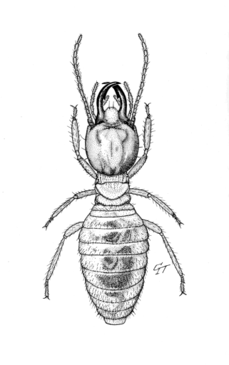 Amitermes laurensis, (Mjoberg, 1920) [Isoptera: Termitidae], Soldier Magnetic termite, ink on scraperboard © G. I. Thompson, 1993