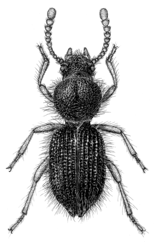 Apocryphodes thompsoni, Matthews, 1998 [Coleoptera: Tenebrionidae: Adeliini] Darkling Beetle, Ink on scraperboard © G. I. Thompson, 1997