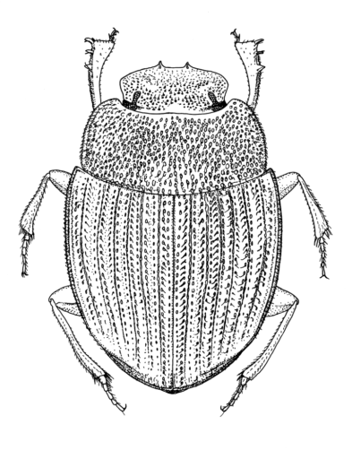 Aptenocanthon jimara Storey & Monteith, 2000 [Coleoptera: Scarabaeidae: Scarabaeinae] Dung Beetle, Ink on clay-coated paper © Queensland Museum, 2000