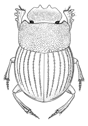 ptenocanthon kabura Storey & Monteith, 2000 [Coleoptera: Scarabaeidae: Scarabaeinae] Dung Beetle, Ink on clay-coated paper © Queensland Museum, 2000