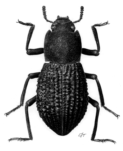 Apterotheca pustulosa (Carter, 1924) [Coleoptera: Tenebrionidae: Coelometopinae) Darkling Beetle, Ink on scraperboard © Queensland Museum, 1999