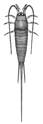 Nesomachilis sp. [Archaeognatha: Meinertellidae] Bristletail, © Queensland Museum, 1985