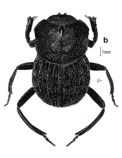 Aulacopris matthewsi Storey, 1986 [Coleoptera: Scarabaeidae: Scarabaeinae] Dung Beetles (Male & Female), Ink on scraperboard © Queensland Museum, 1986