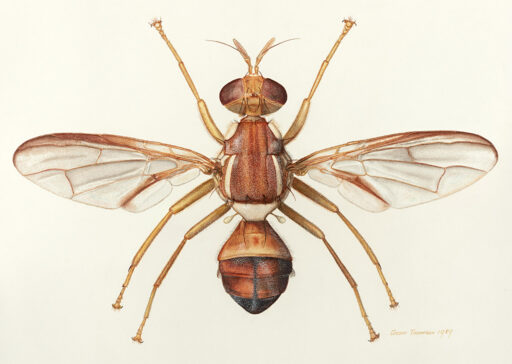 Bactrocera perkinsi (Drew & Hancock, 1981) [Diptera:Tephritidae] Fruit Fly, Watercolour, © G. I. Thompson, 1989