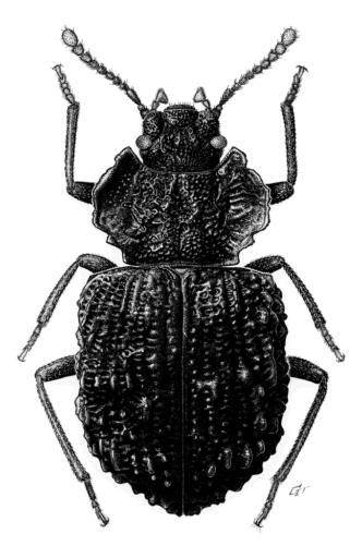Bellendenum gonyxuthum [Coleoptera: Tenebrionidae: Adeliini] Darkling Beetle, Ink on scraperboard © G. I. Thompson, 1997