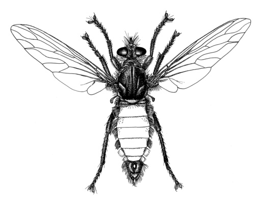 Blepharotes coriarius, (Wiedemann, 1830) [Diptera: Asilidae] Robber Fly, Ink on clay-coated paper, © Queensland Museum 1990