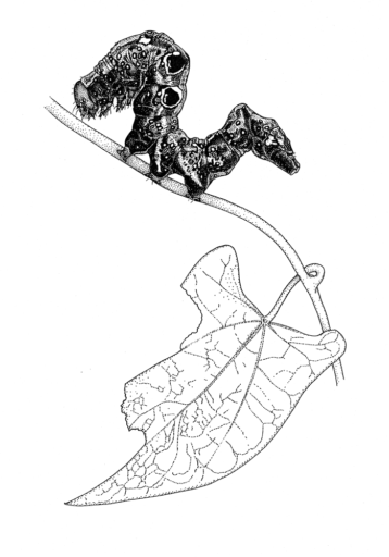 Rhytia cocalus, (Cramer) [Lepidoptera: Noctuidae] Fruit-sucking Moth, © Queensland Museum, 1993