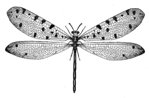 Callistoleon erythrocephalus, (Leach, 1814) [Neuroptera: Myrmeleontidae] Lacewing, Ink on clay-coated paper, © Queensland Museum 1990