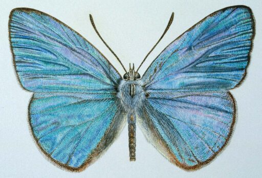 Candalides helenita (Semper, 1879) [Lepidoptera: Lycaenidae] Shining Pencilled-blue or Helenita-blue, Butterfly, Watercolour, © G. I. Thompson, 1996