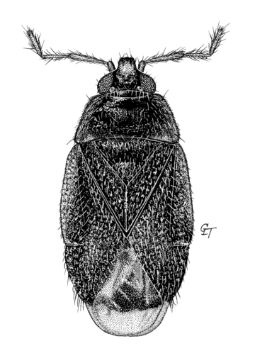 Cardiastethus aridimpressus, Gross, 1955 [Hemiptera: Heteroptera: Anthocoridae] Flower Bugs Macropterous, Ink on Scraperboard, 1975, © Queensland Museum