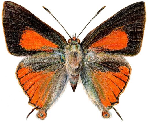 Deudorix diovis, Hewitson, 1863 [Lepidoptera: Lycaenidae] Bright Cornelian Butterfly, Watercolour, © G. I. Thompson 1999