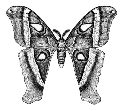 Coscinocera hercules, (Miskin, 1875) [Lepidoptera: Saturniidae] Hercules Moth, Ink on Scraperboard, © Queensland Museum