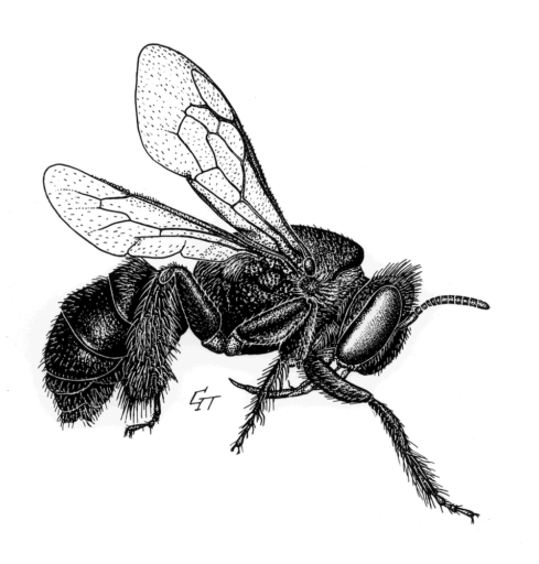 Ctenoplectra australica, Cockerell, 1926 [Hymenoptera: Apoidea: Ctenoplectridae] a rare type of Native Bee, Ink on Scraperboard, From Cardale, J. C., 1993, Hymenoptera: Apoidea, in Houston, W. W. K. & Maynard, G. V. (eds) Zoological catalogue of Australia, Canberra: A.G.P.S. Vol. 10, p. 236. © copyright Commonwealth of Australia, reproduced by permission.