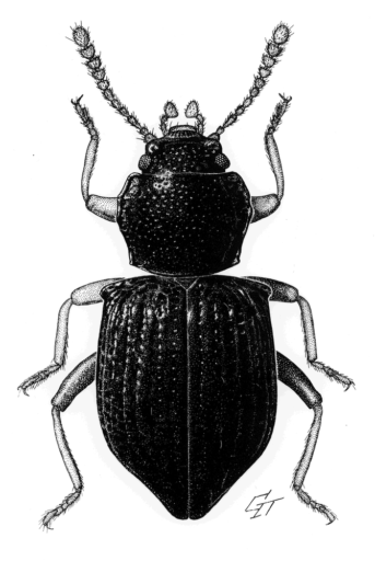 Diaspirus bellendenus, Matthews, 1998 [Coleoptera: Tenebrionidae: Adeliini] Darkling Beetle, Ink on scraperboard © G. I. Thompson, 1997