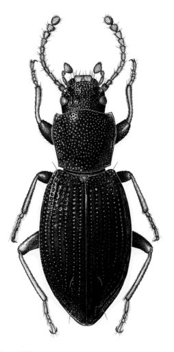 Dicyrtodes arneius, Matthews, 1998 [Coleoptera: Tenebrionidae: Adeliini] Darkling Beetle, Ink on scraperboard © G. I. Thompson, 1997