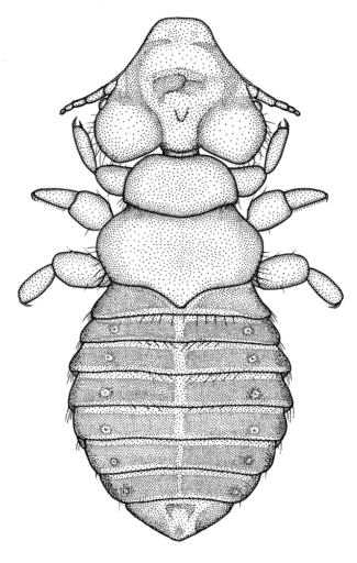 Docophoroides brevis, (Dufour, 1835) [Phthiraptera: Philopteridae] Bird Louse, Ink on Scraperboard. © Queensland Museum 1985