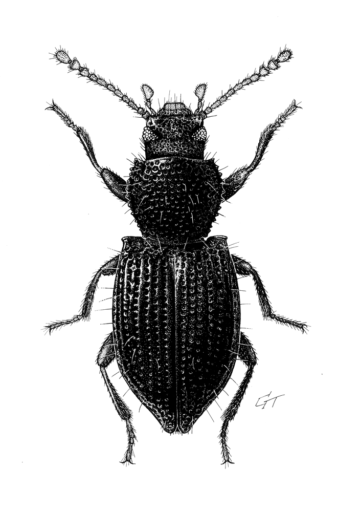 Epomidus prionodes, Matthews, 1998 [Coleoptera: Tenebrionidae: Adeliini] Darkling Beetle, Ink on scraperboard © G. I. Thompson, 1997