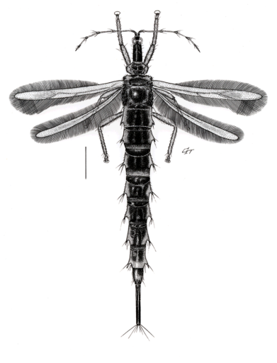 Idolothrips spectrum, Haliday, 1852 [Thysanoptera: Phlaeothripidae] Giant Thrips, Ink on Scraperboard © Queensland Museum 1985