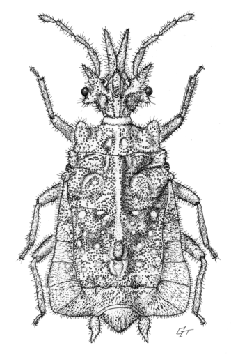 Granulaptera cooki, Monteith, 1997 [Hemiptera: Aradidae: Mezirinae] Flat Bug, Ink on clay-coated paper, © Queensland Museum 1997