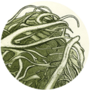Icon Seaweed