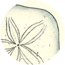Icon Urchin