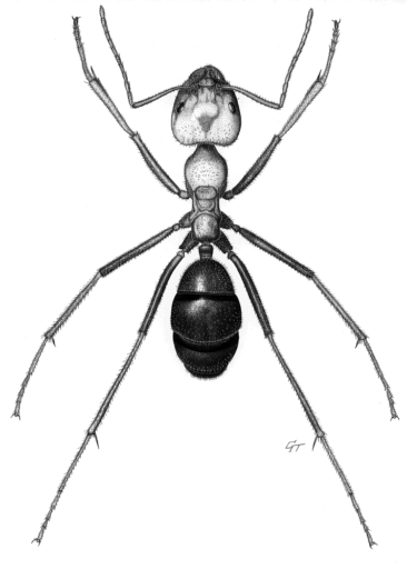 Iridomyrmex purpureus group [Hymenoptera: Formicidae: Dolichoderinae] Meat-ant worker, ink on scraperboard © G. I. Thompson, 199
