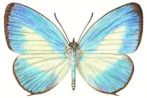 Jamides aleuas (C. Felder & R. Felder, 1865) [Lepidoptera: Lycaenidae] Bright Cerulean or White-banded Cerulean Butterfly, Watercolour © G. I. Thompson, 2001