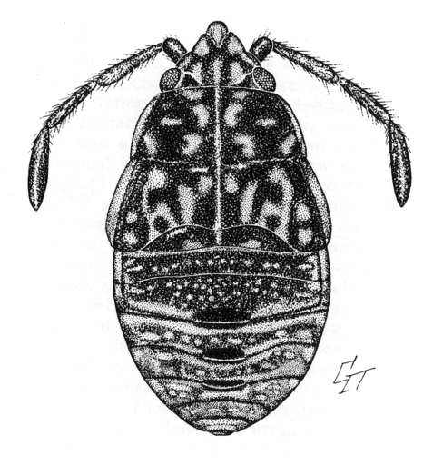 Lachnophoroides frerei Woodward, 1986 [Hemiptera: Heteroptera: Lygaeidae] Seed Bugs (Adult Male & 4th instar Nymph) Ink on scraperboard, © Queensland Museum, 1985