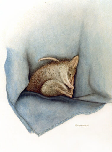 Watercolour painting of rufous rat-kangaroo or rufous bettong (Aepyprymnus rufescens)