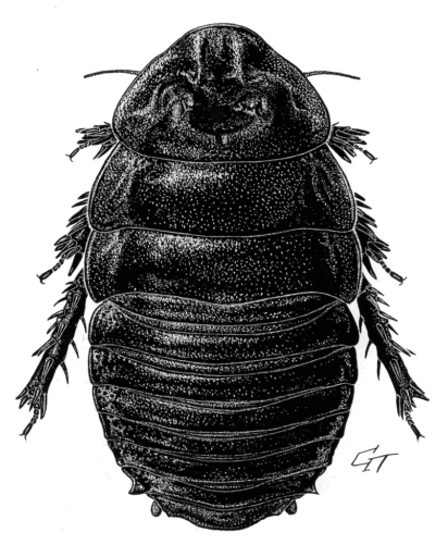 Macropanesthia rhinoceros Saussure, 1895 [Blattodea: Blaberidae] Giant Burrowing Cockroach, Ink on clay-coated paper, © Queensland Museum, 1990