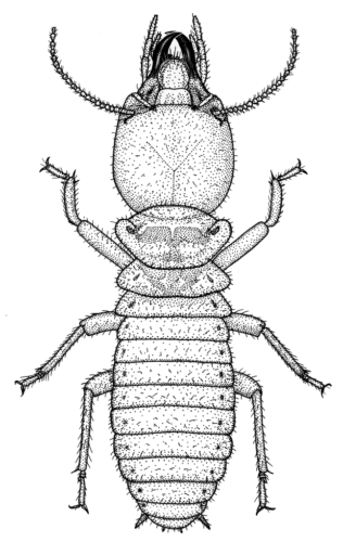 Mastotermes darwinensis, Froggatt, 1897[Isoptera: Mastotermitidae] Giant Northern Termite, Ink on clay-coated paper, © Queensland Museum, 2001