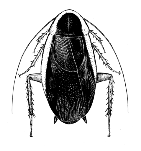 Methana marginalis (Saussure, 1864) [Blattodea: Blattidae] Bush Cockroach, Ink on clay-coated paper, © Queensland Museum, 1990