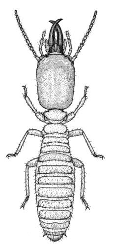 Microcerotermes sp. [Isoptera: Termitidae] Termite, Ink on clay-coated paper, © Queensland Museum, 2001