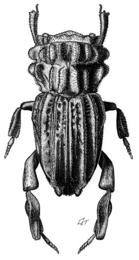 Monteitheolus fijiensis Howden & Storey, 2000 [Coleoptera: Scarabaeidae: Aphodiinae] Ink on scraperboard © Queensland Museum, 2000