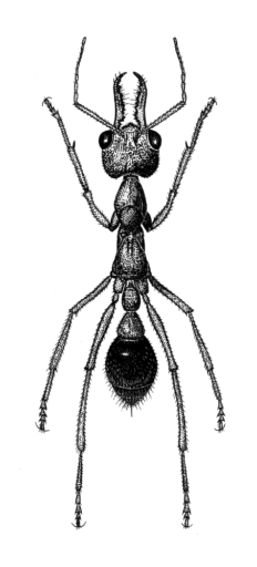 Myrmecia brevinoda, Forel, 1910 [Hymenoptera: Formicidae: Myrmeciinae] Bull Ant, Ink on clay-coated paper, © Queensland Museum, 1990