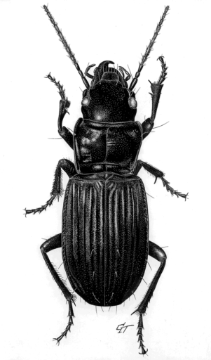 Nurus atlas, (Castelnau, 1867) [Coleoptera: Carabidae: Carabinae] Ground Beetle, Ink on scraperboard, © Queensland Museum, 2001