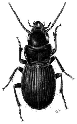Nurus brevis, Motschulsky, 1865 [Coleoptera: Carabidae: Carabinae] Ground Beetle, Ink on scraperboard, © Queensland Museum, 2001