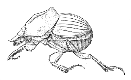 Onthophagus apterus, Matthews, 1972 [Coleoptera: Scarabaeidae: Scarabaeinae] Wingless Dung beetle, Ink on clay-coated paper, © Queensland Museum, 1997