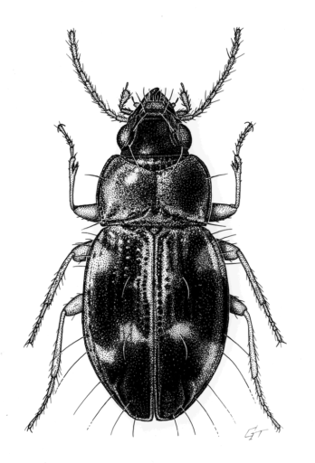 Philipis bicolor, Baehr, 1995 [Coleoptera: Carabidae: Bembidiinae] Arboreal Carab Beetle, Ink on scraperboard, © Queensland Museum, 1995