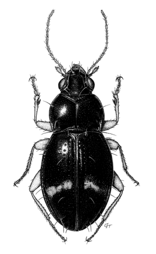 Philipis thompsoni, Baehr, 1995 [Coleoptera: Carabidae: Bembidiinae] Arboreal Carab Beetle, Ink on scraperboard, © Queensland Museum, 1995
