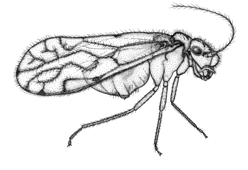 [Psocoptera; Pseudocaeciliidae] a native, winged Book Louse