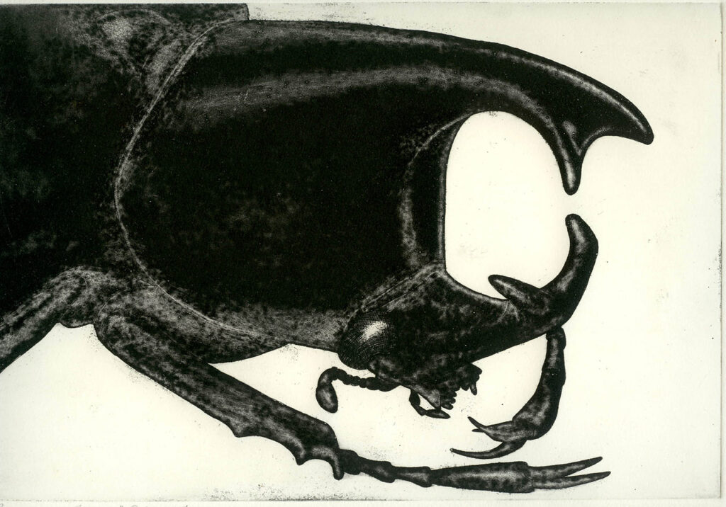 Rhino Beetle, Etching with scraped and burnished aquatint, 2005, edition of 28