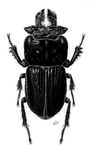 Rhyssonotus laticeps, Macleay, 1885 [Coleoptera: Lucanidae] Stag Beetle, © Queensland Museum, 198