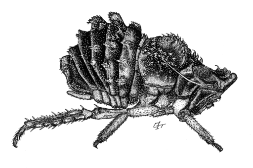 Sagmation horridum, Hamilton, 1999 [Hemiptera: Homoptera: Myerslopiidae] Ink on scraperboard, © Queensland Museum, c.1984