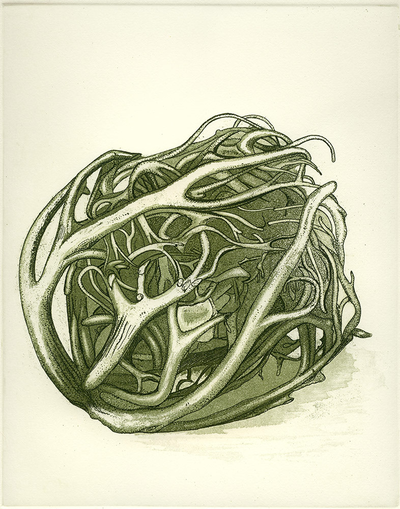Seaweed - Heart of the Sea, Etching with aquatint (scraped and burnished), 2001, Hahnemühle 300gsm paper, edition of 30.